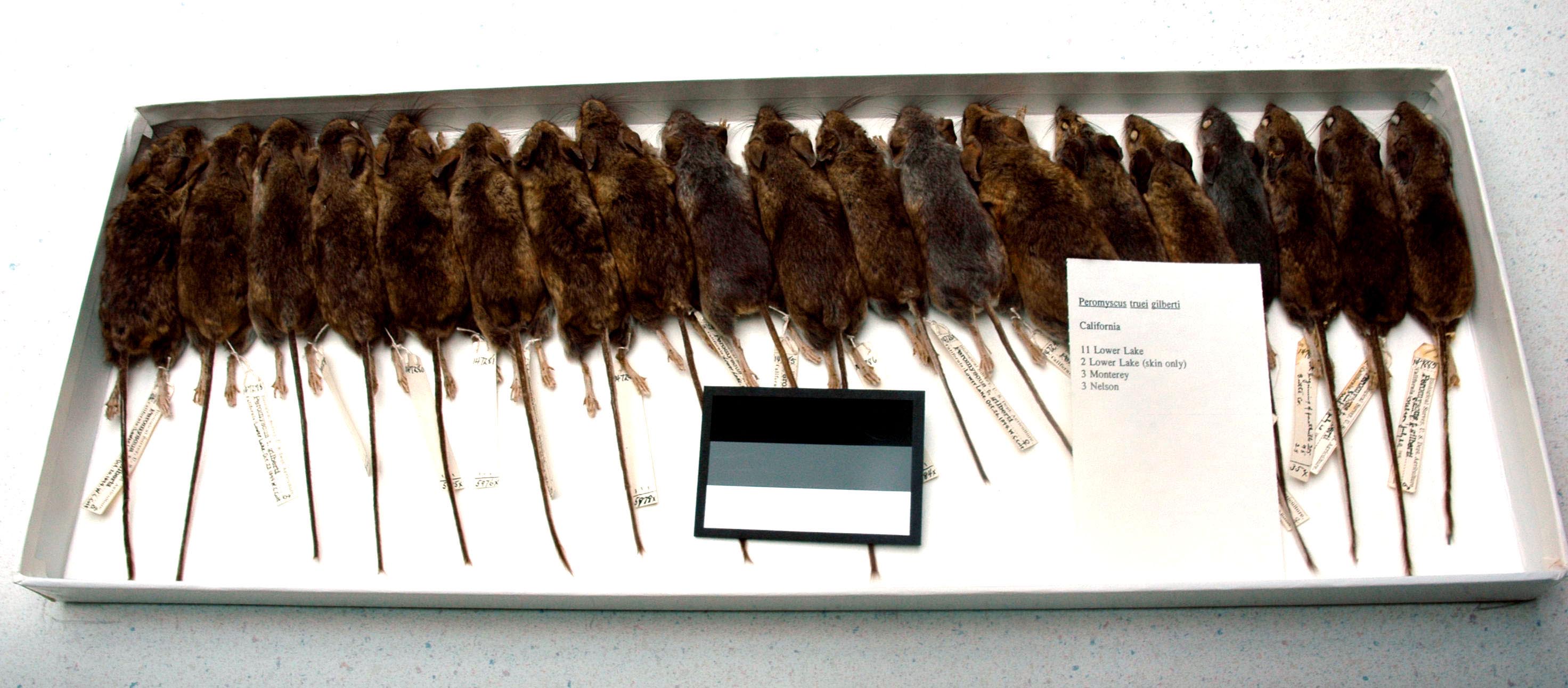 tray of deer mouse museum specimens